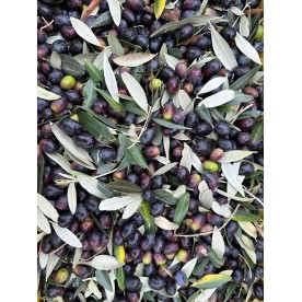 Startseite-1 x Pepe Nero 500 ml Olivenöl - unser eigenes Buonaroma Olivenöl Jahrgang 2024-