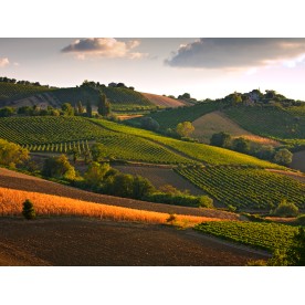 Startseite-Verdicchio dei Castelli di Jesi - der berühmteste Weisswein aus "Le Marche"-